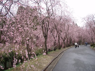 🌸 세라 고잔 후레아이 마을(세라코우잔후레아이노사토) 이미지 2